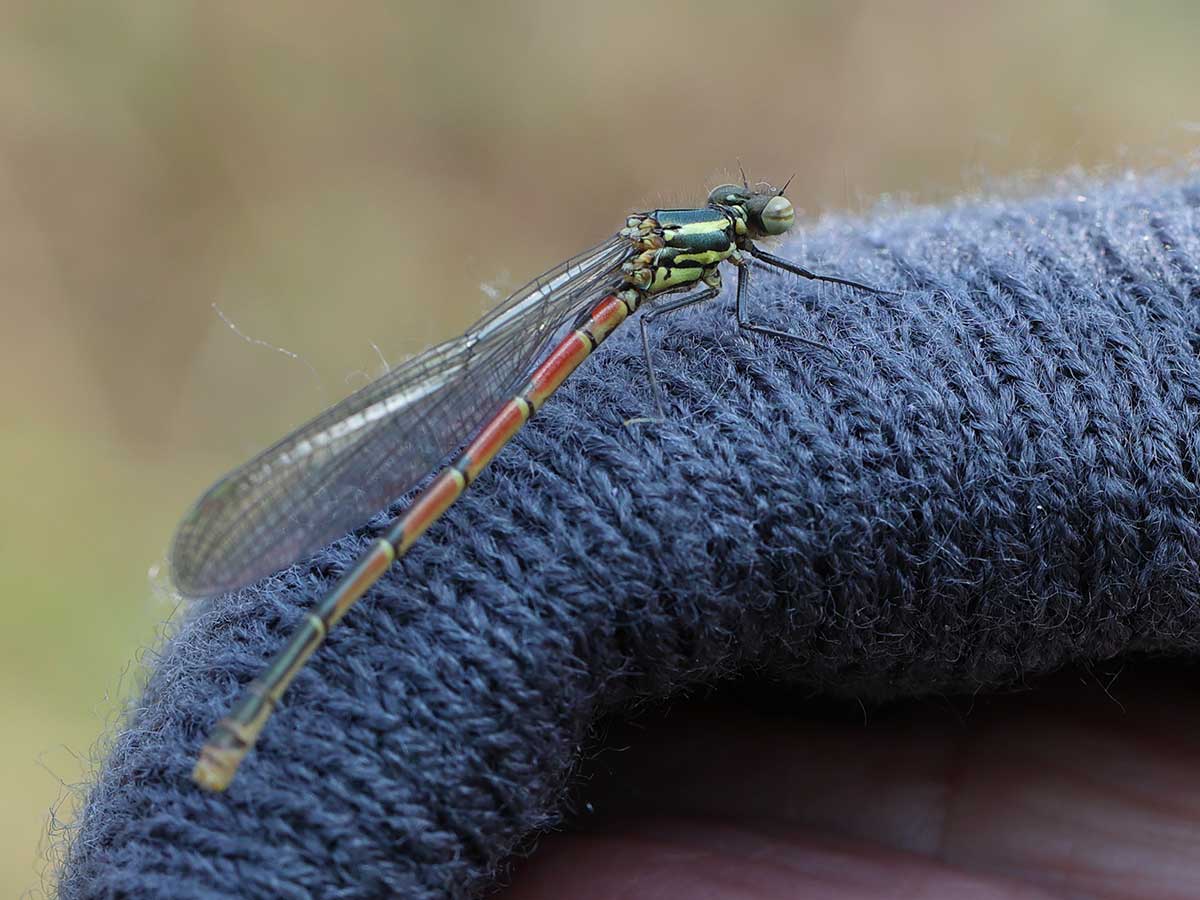 Pyrrhosoma_nymphula